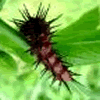 problem Icon